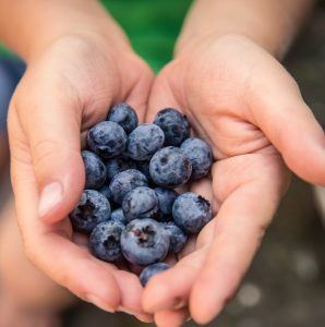 <br>Arándanos Sudafricanos: El Poder de la Tecnología de Atmósfera Controlada<br>